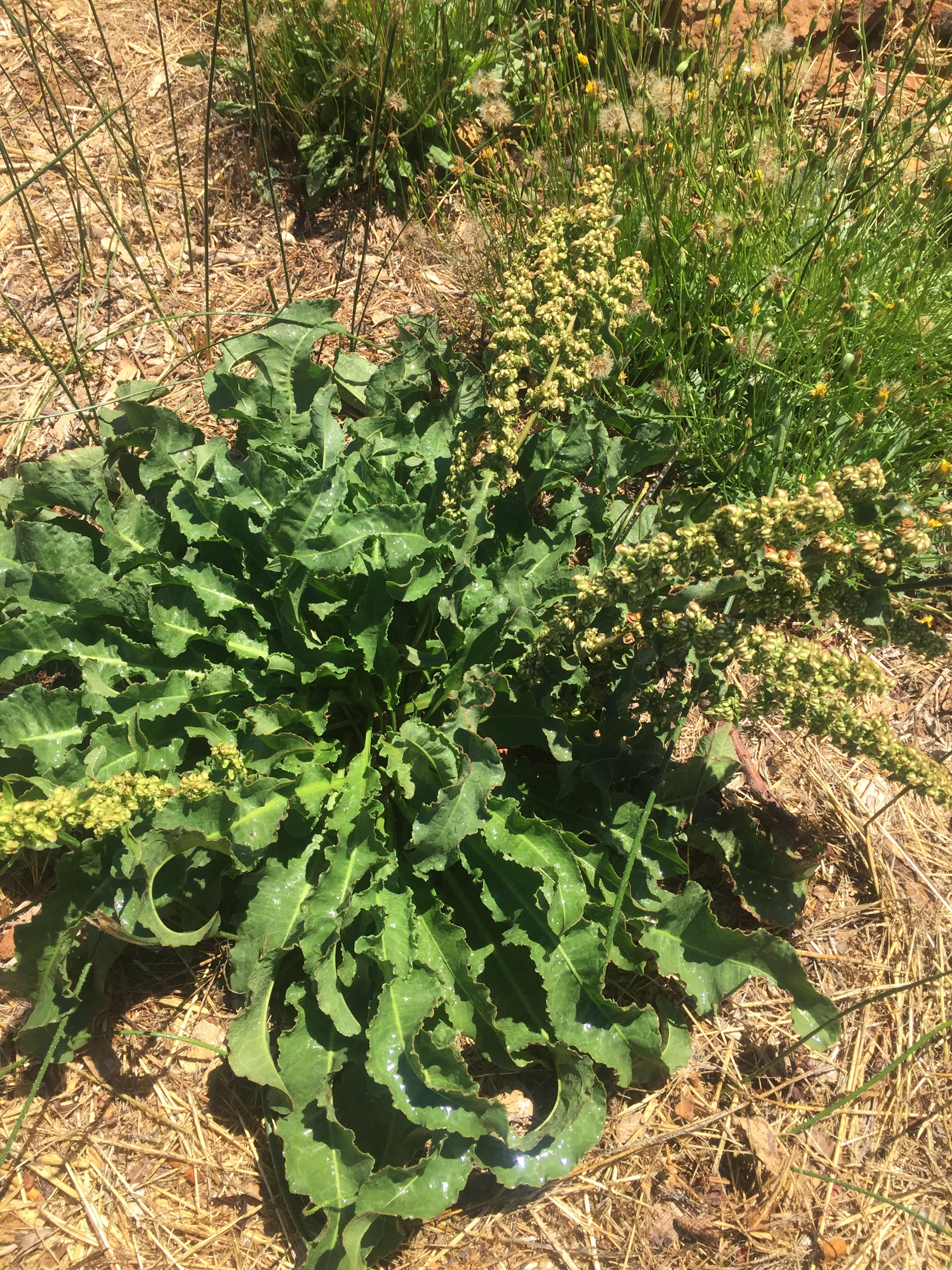 Amaranth? Or something else? (plants forum at permies)
