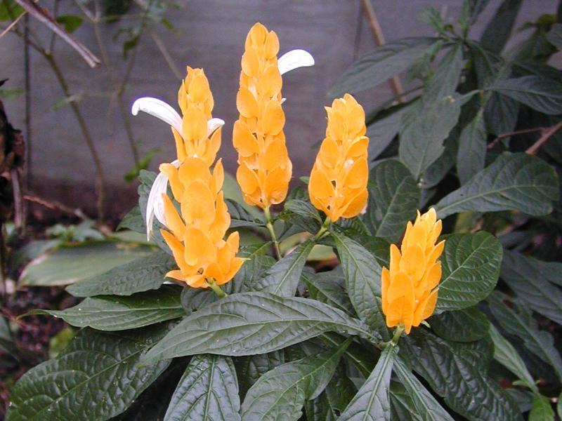 Lollipop Plant, also known as Golden Candle Plant (Pachystachys lutea