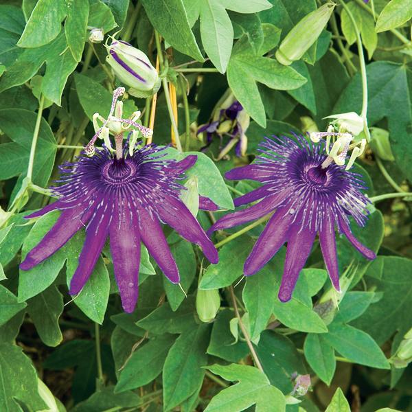Passion Flower 'Witchcraft' Buy it Now!