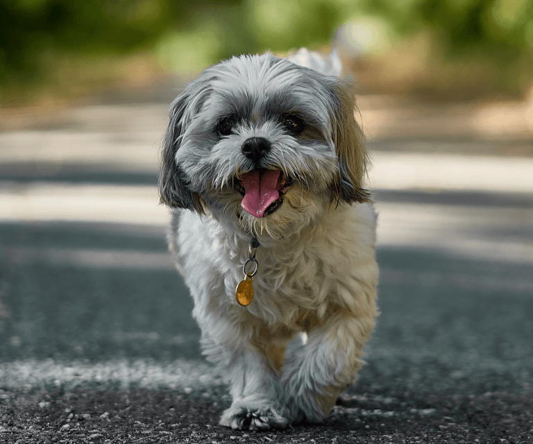 Lo que necesitas saber de la raza Shih Tzu Perrhijos