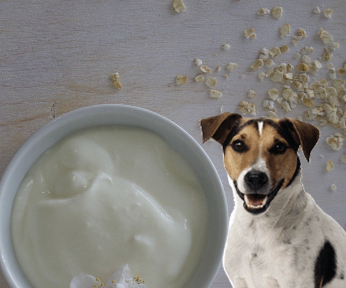 ¿Los perros pueden comer yogurt? Perrhijos Consejos