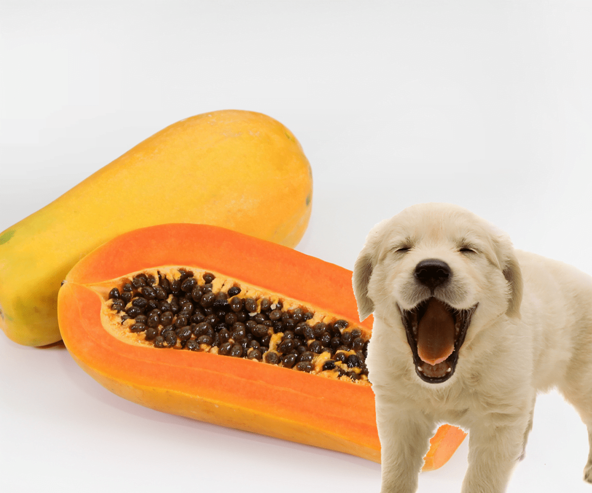 La papaya y sus BENEFICIOS en la vida de los perros Perrhijos