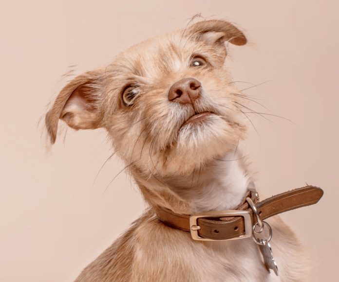 ¿Por qué es malo soplarle a los perros en la cara? Perrhijos