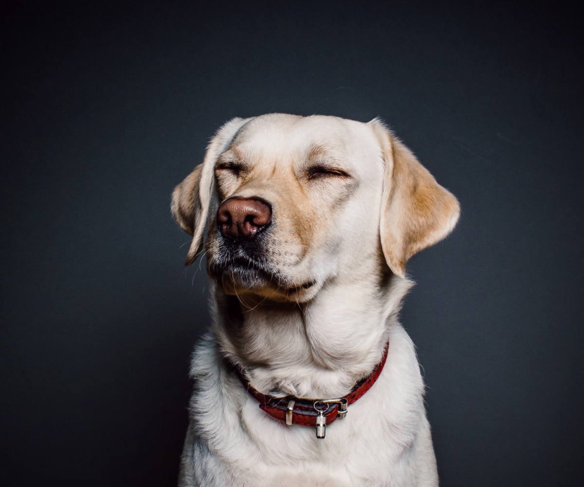 ¿Por qué es malo soplarle a los perros en la cara? Perrhijos