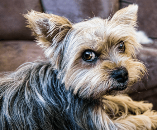 ¿Por qué es malo soplarle a los perros en la cara? Perrhijos