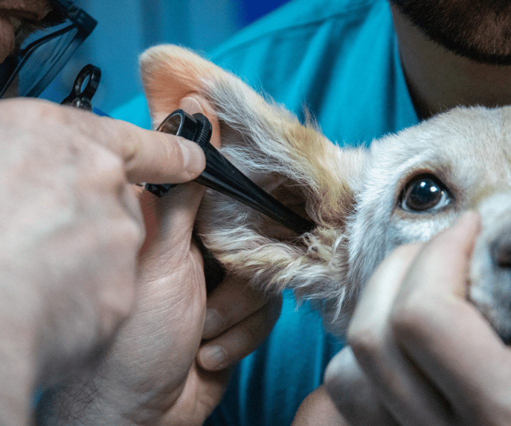 ¿Cómo cuidar las orejas de los perros? Perrhijos