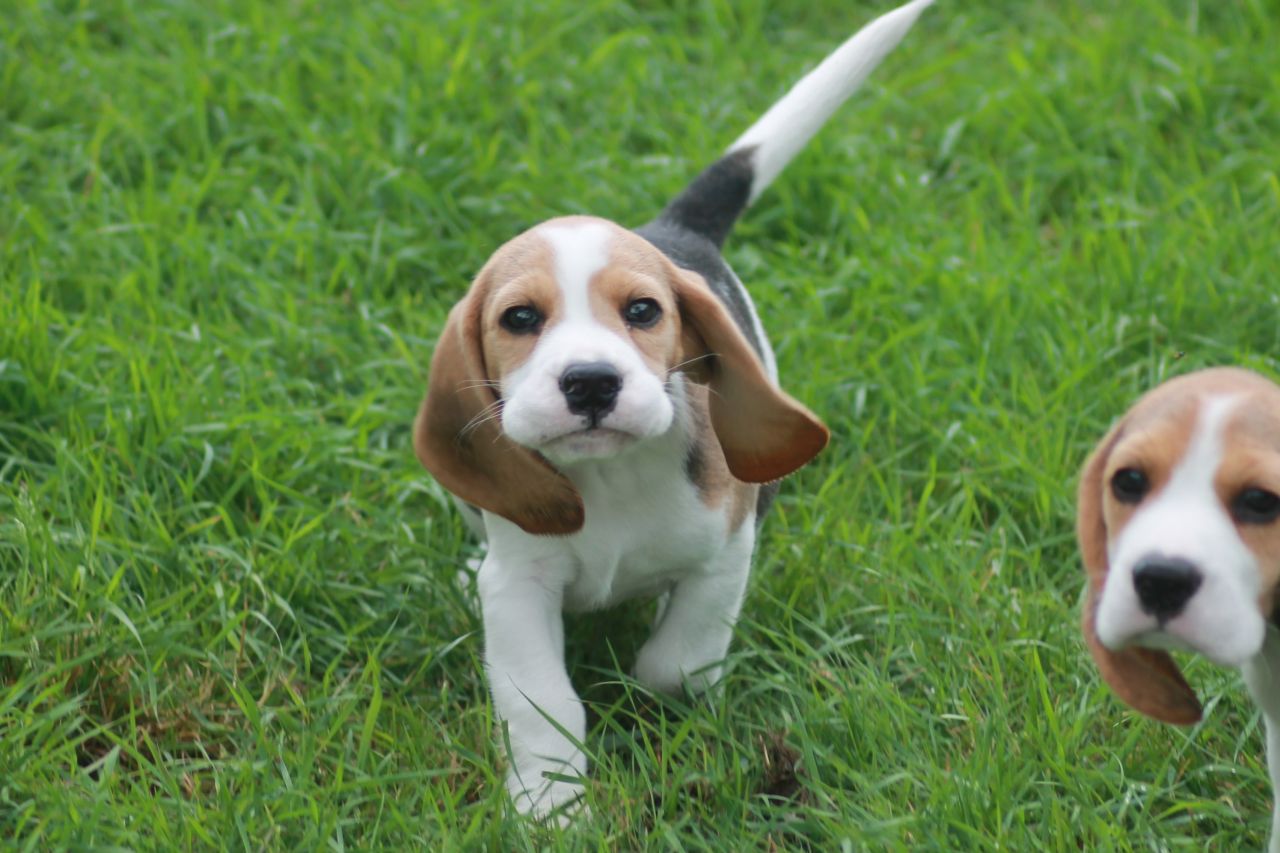 BEAGLE, todo lo que necesitas saber acerca de esta raza de perro