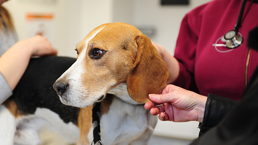¿Puede mi perro beagle contraer el coronavirus de 2020? Perro Beagle