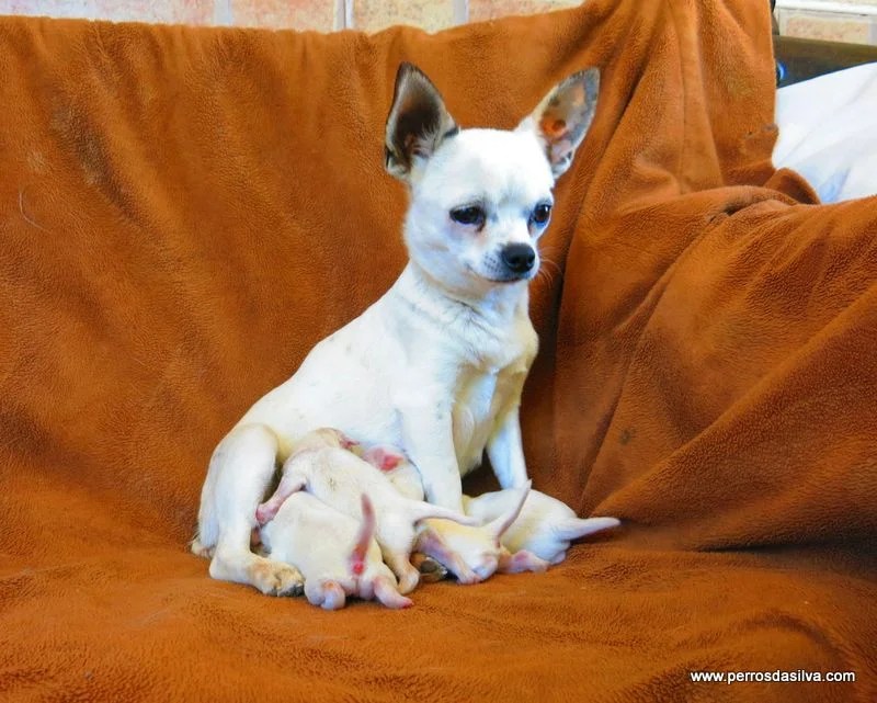 88+ Chihuahua De Pelo Largo Blanco l2sanpiero