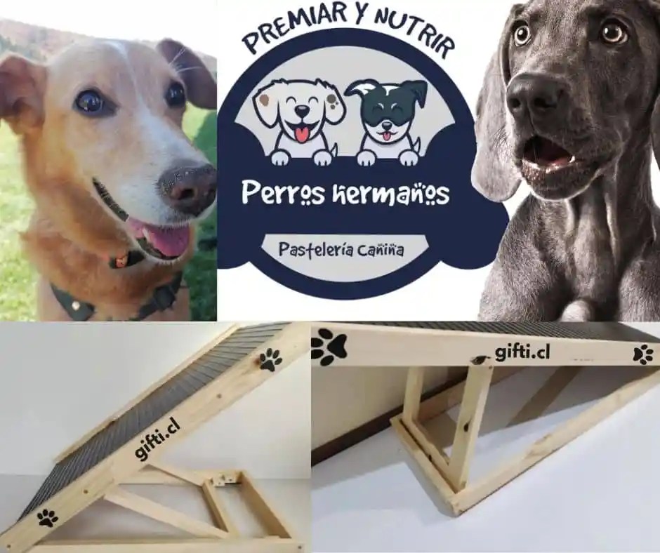 Rampa para perros ayuda a su movilidad perroshermanos