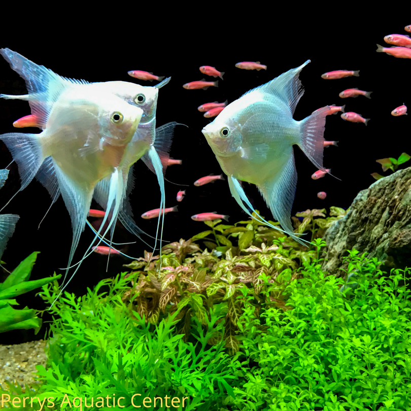 The Complete Guide to Tropical Fish Shops Near Me