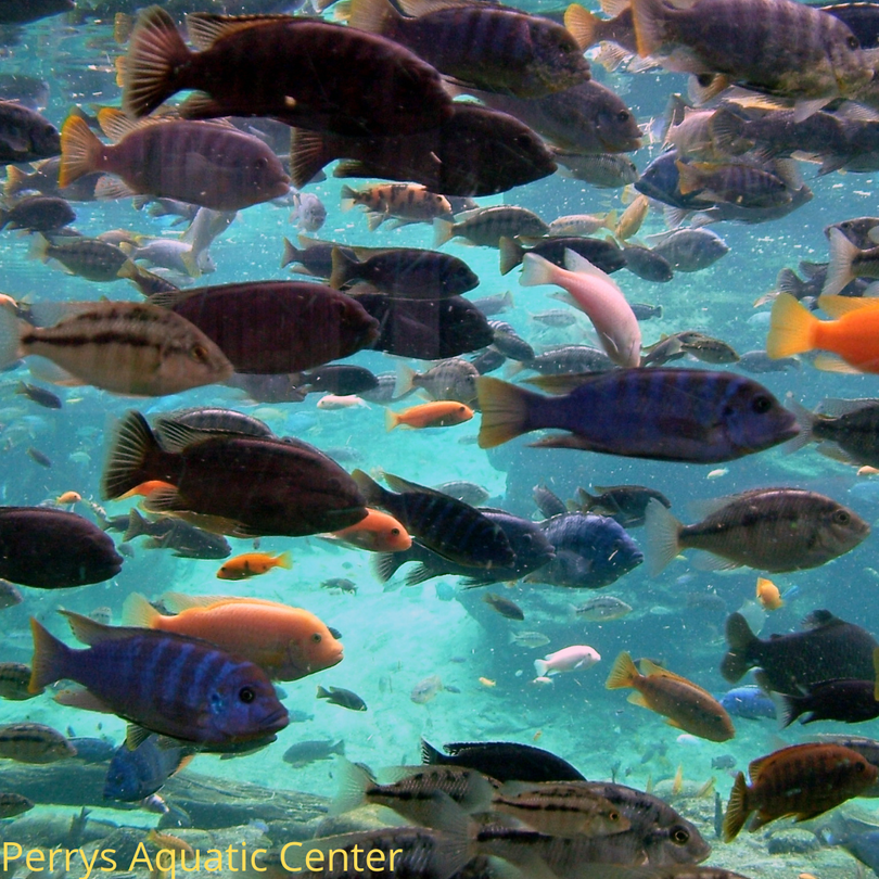 The Complete Guide to Tropical Fish Shops Near Me