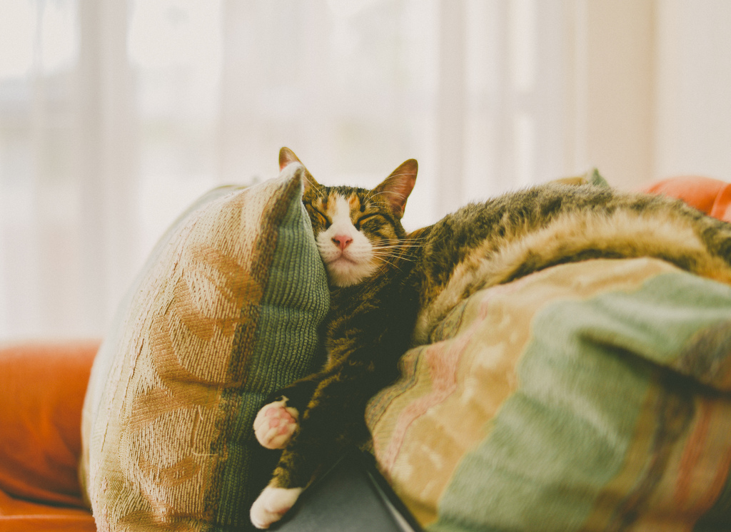 gatti "Persbaglio" Pagina 138