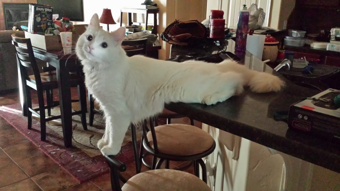 gatti "Persbaglio" Pagina 138