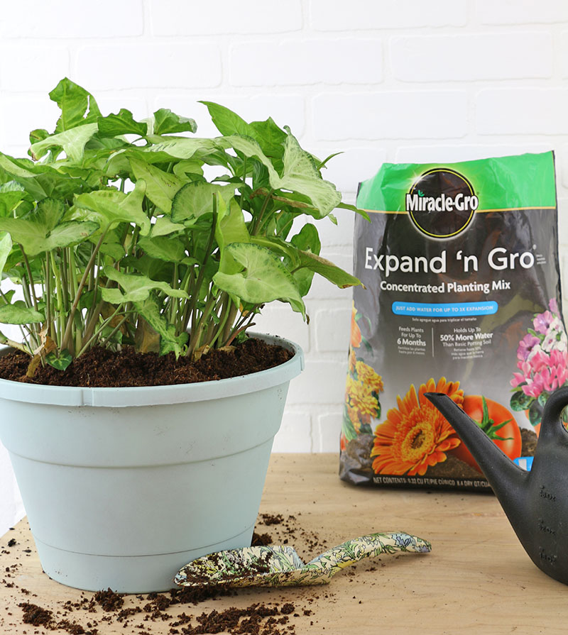 HOW TO MAKE A DIY MACRAME PLANT HANGER