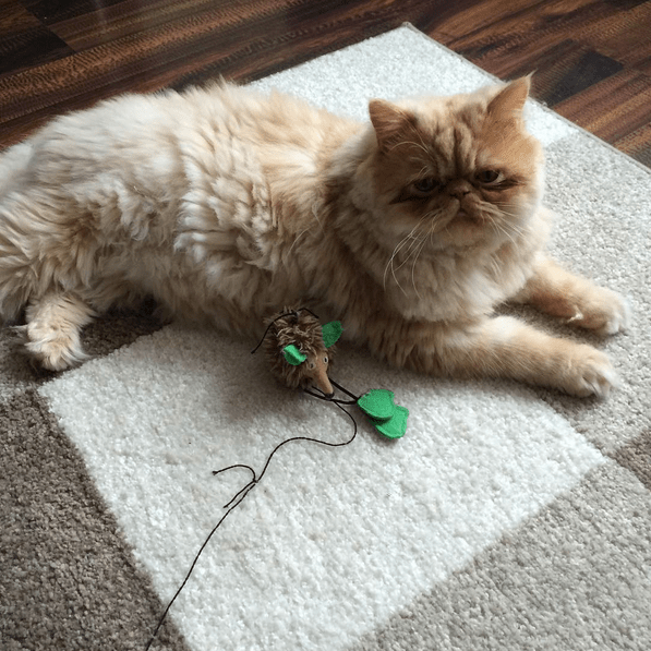 The 5 Best Persian Cat Toys Persian Cat Corner