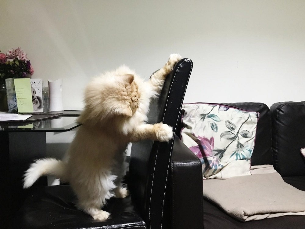How To Stop Your Cat From Scratching Furniture Persian Cat Corner