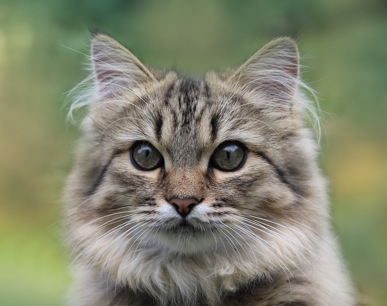 Persian Cat Mix Everything you need to know Persian Cat Corner