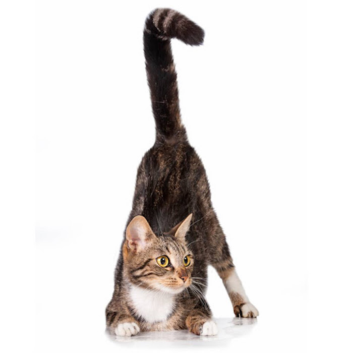 Do Cat Tails Have Bones? Persian Cat Corner