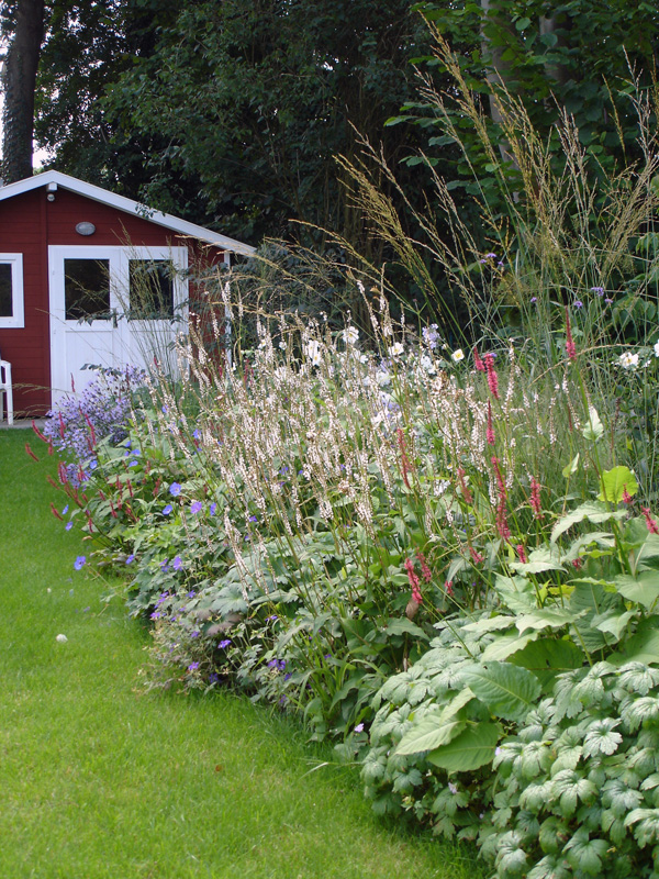Meine Knöteriche Persicaria