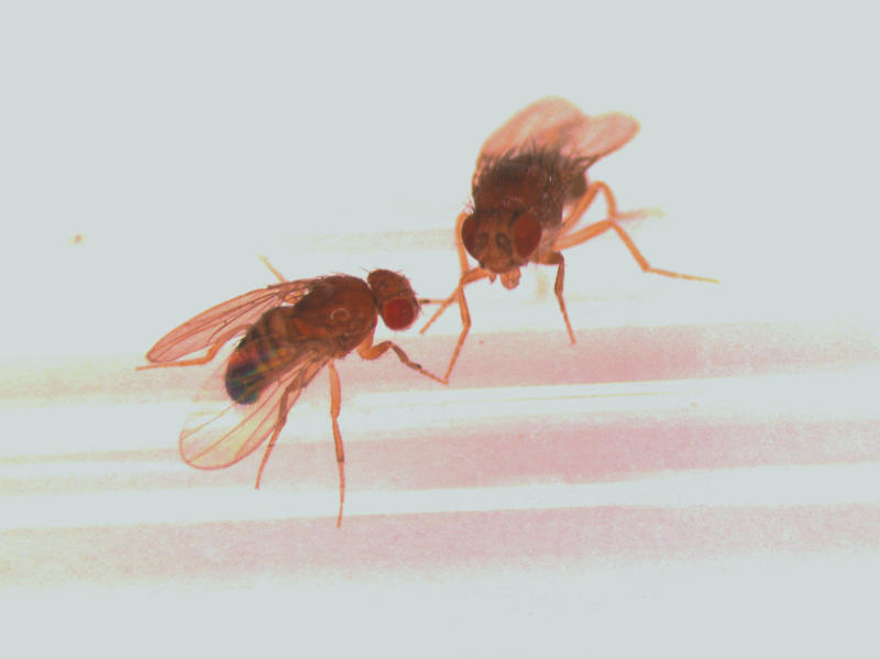 Fruit flies with better sex lives live longer The Personal Longevity