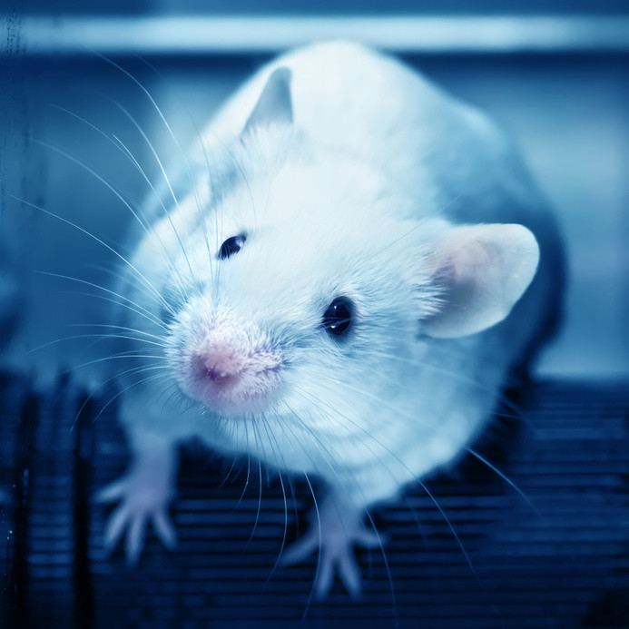 Experimental drug prolongs life span in mice The Personal Longevity