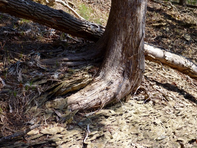 Physical Weathering David Goodwin, Ph.D.