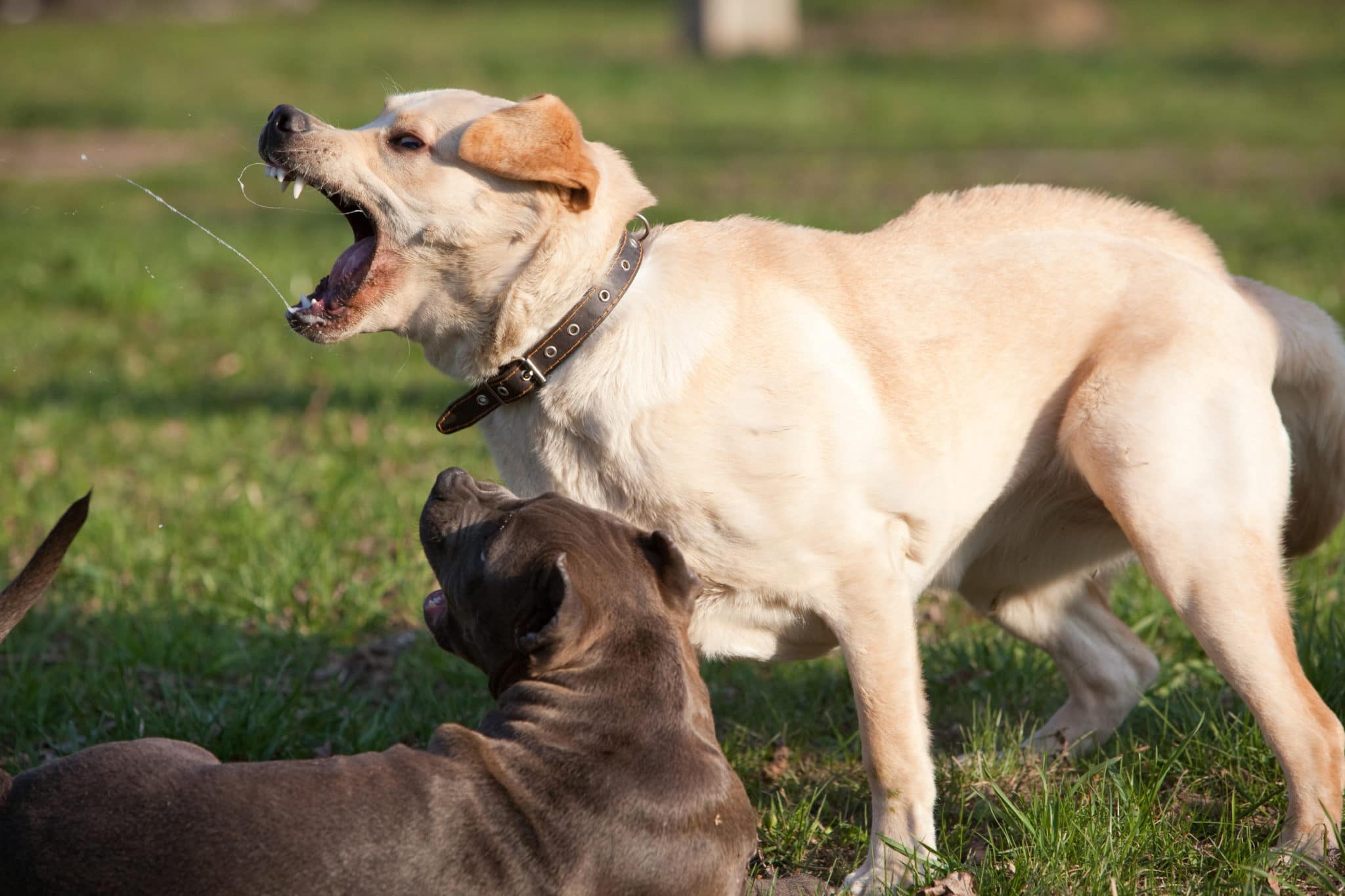 Denver Dog Bite Attorney Brian Pushchak Dog Bite Lawyer Denver, CO
