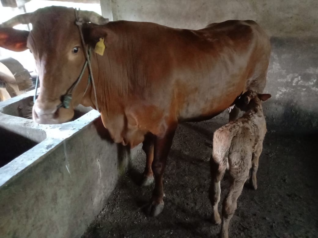 PROGRAM ASURANSI USAHA TERNAK SAPI/KERBAU (AUTSK) MESUJI | Dinas Pertanian Mesuji