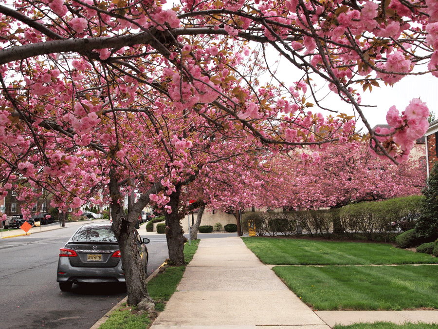 cherryblossoms Perth Amboy Now
