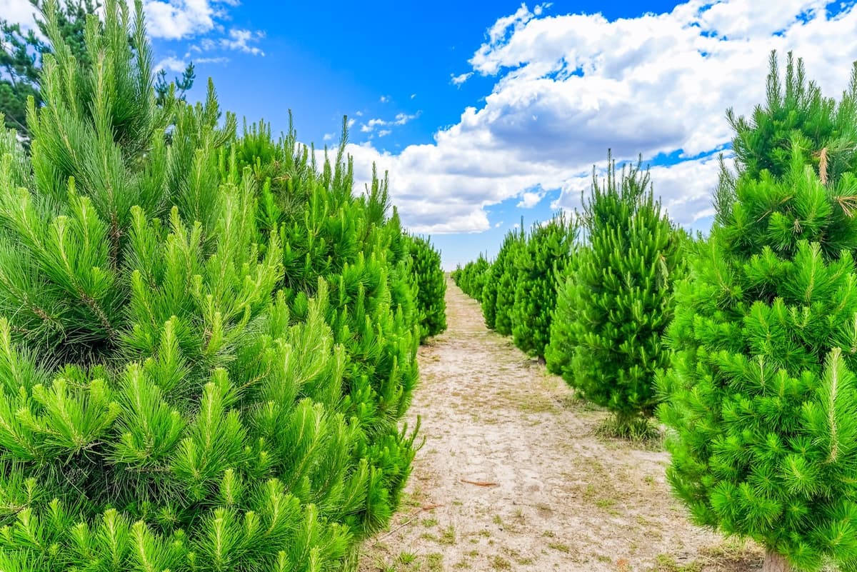Where To Buy A Real Christmas Tree Around Perth Perth Is OK!