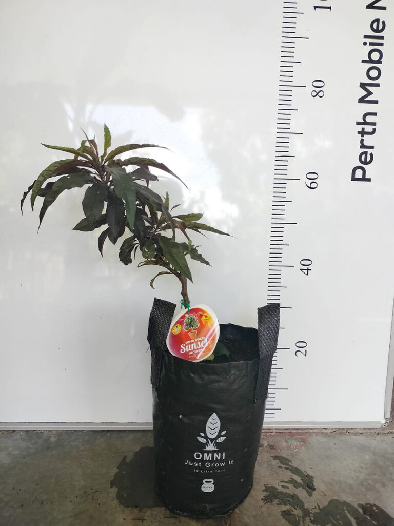 Super Dwarf Nectarine Fruit Tree Perth, WA