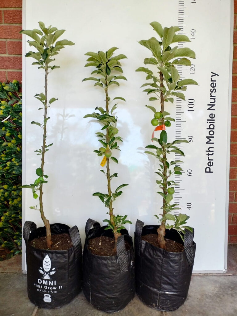 Ballerina Columnar Apple Tree Perth, WA