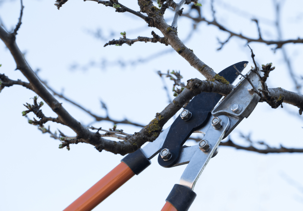 Master How to Prune Trees Properly Ultimate Success Guide