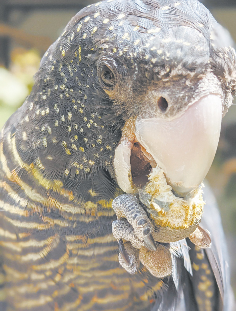 Black Cockatoo Crisis hits the big screen Perth Voice Interactive