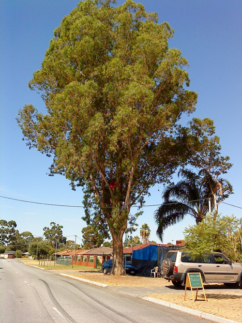 Tree Dweller Watch the Skies The Worst of Perth