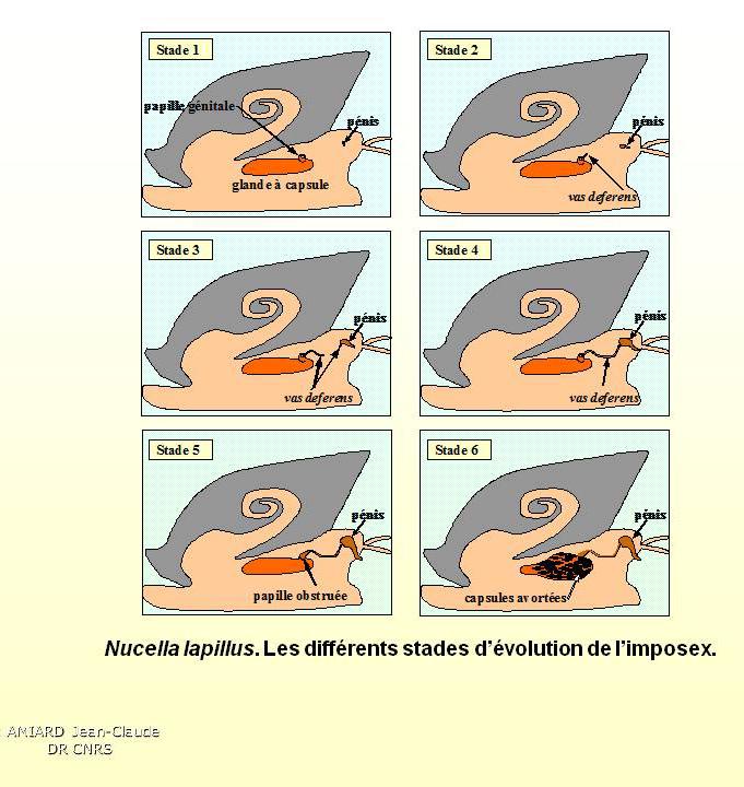 perturbateursendocrinienssite PERTURBATEURS ENDOCRINIENS