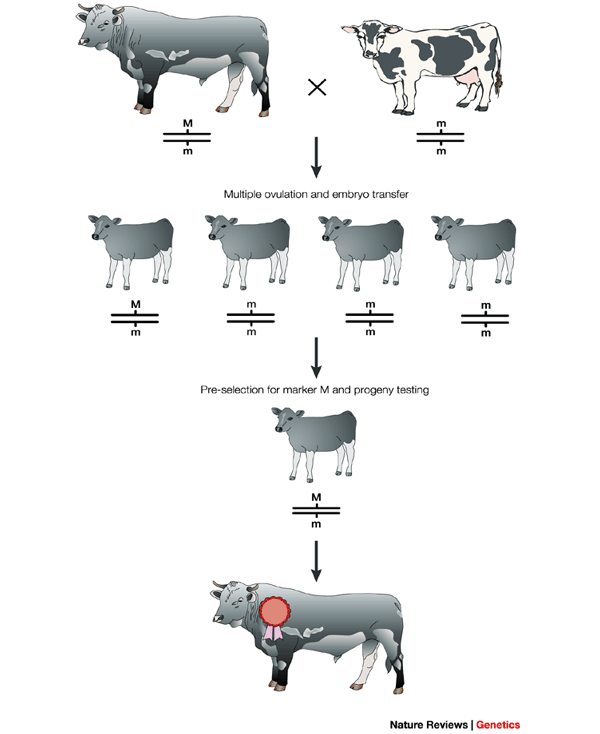 Biotecnología Novedades Agropecuarias