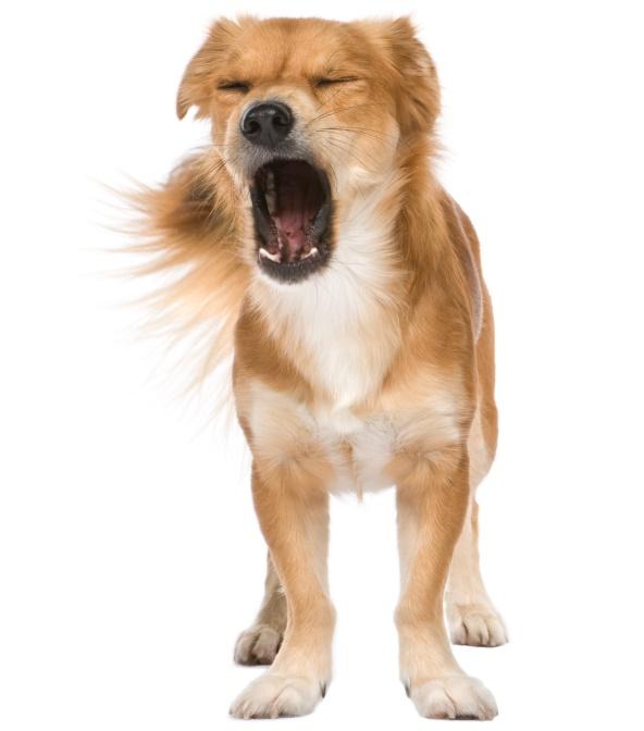 Cómo evitar que los perros ladren