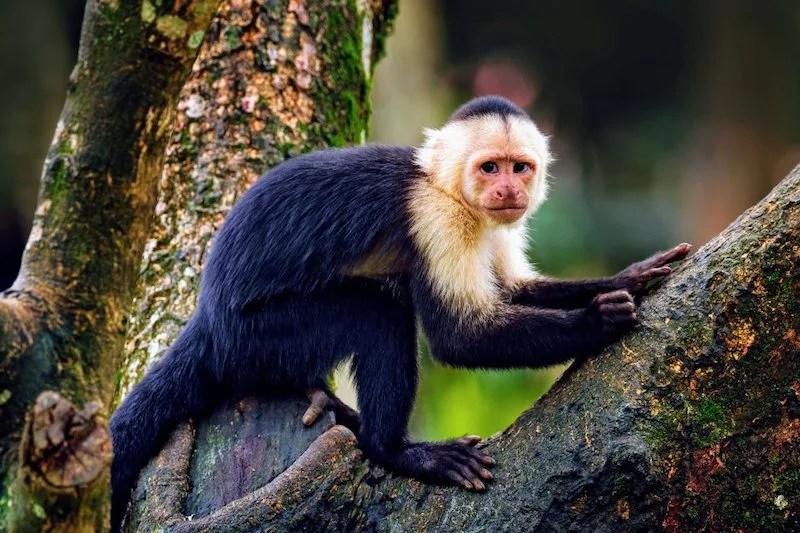 Monkeys of the Peruvian Amazon Rainforest Peru Jungle Trips