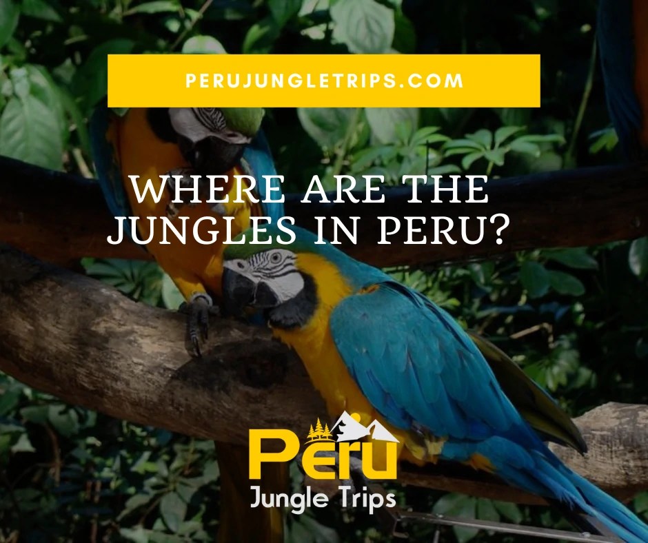 Where are the Jungles in Peru? Peru Jungle Trips