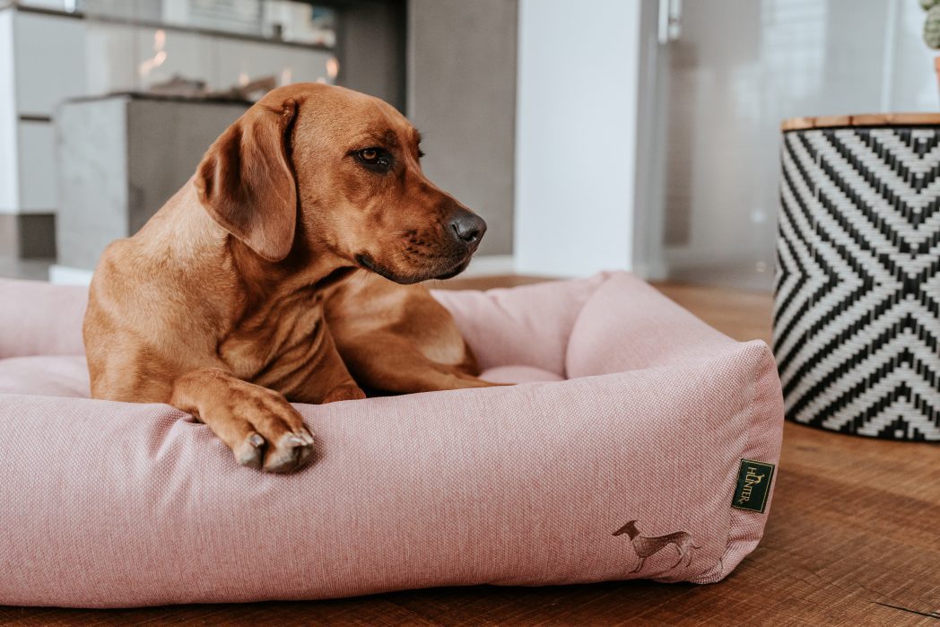 Marca alemana Hunter abrirá su primera tienda de lujo para mascotas en Lima