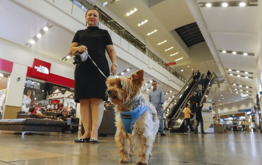 Pet Friendly Centro comercial chileno permite el ingreso de mascotas