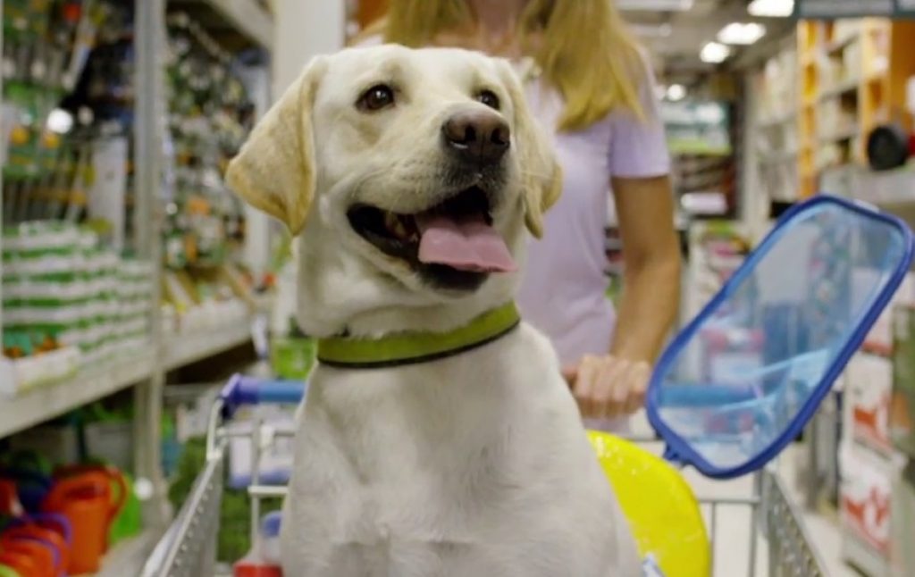 Bolivia Conoce los negocios que son 'pet friendly' en Cochabamba