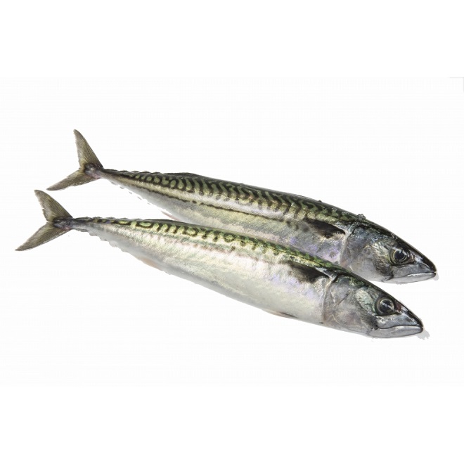 Caballa Pescado a Casa comprar pescado fresco online en Madrid