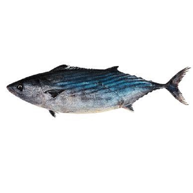 Bonito 1,5kg/unidad Pescado a Casa comprar pescado fresco online