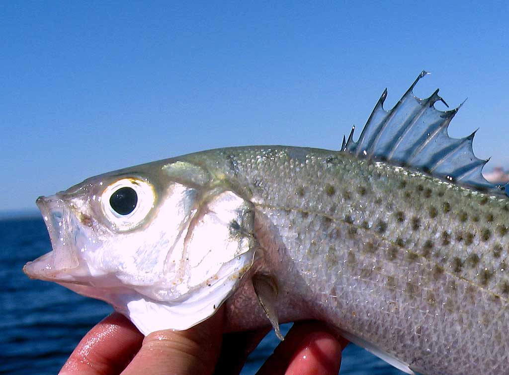 Los mejores cebos para el mar La chirla PESCA EXTREMA