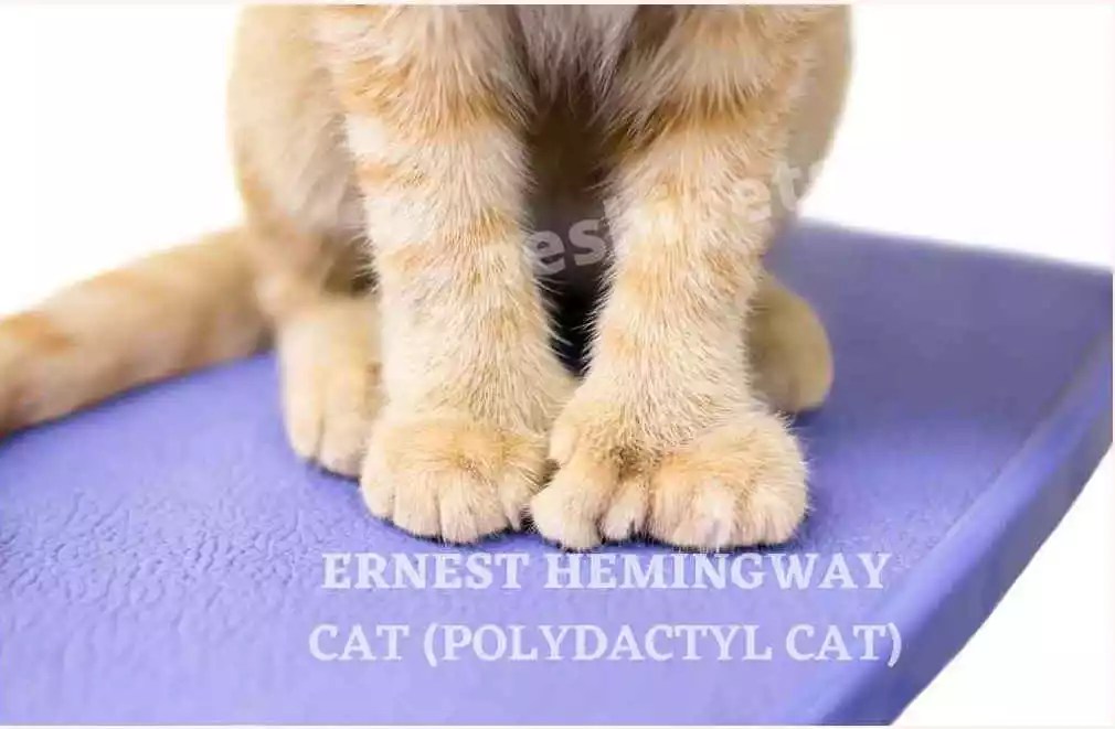 What is a Polydactyl cat? Why Are They So Lucky?