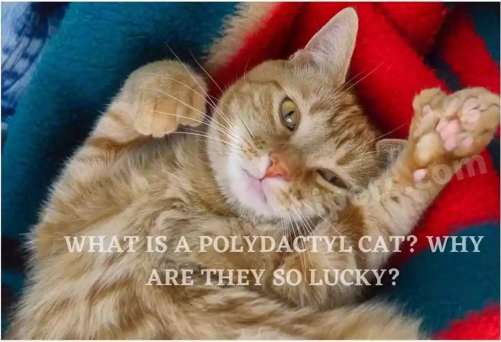 What is a Polydactyl cat? Why Are They So Lucky?