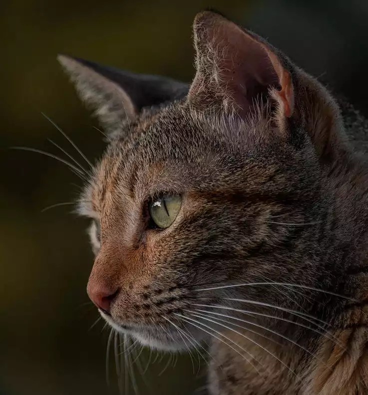 What Are The 5 Tabby Cat Patterns?